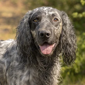 Pont-Audemer Spaniel — happy