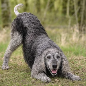 Pont-Audemer Spaniel — playful