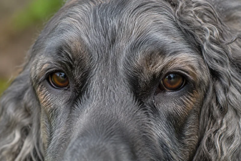 Pont-Audemer Spaniel — eyes