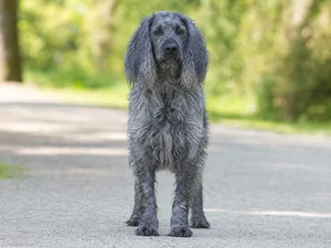Pont-Audemer Spaniel — front