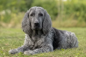 Pont-Audemer Spaniel — lying down