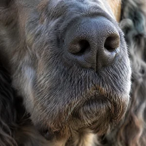 Pont-Audemer Spaniel — nose