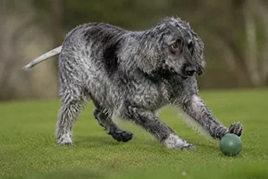 Pont-Audemer Spaniel — playing