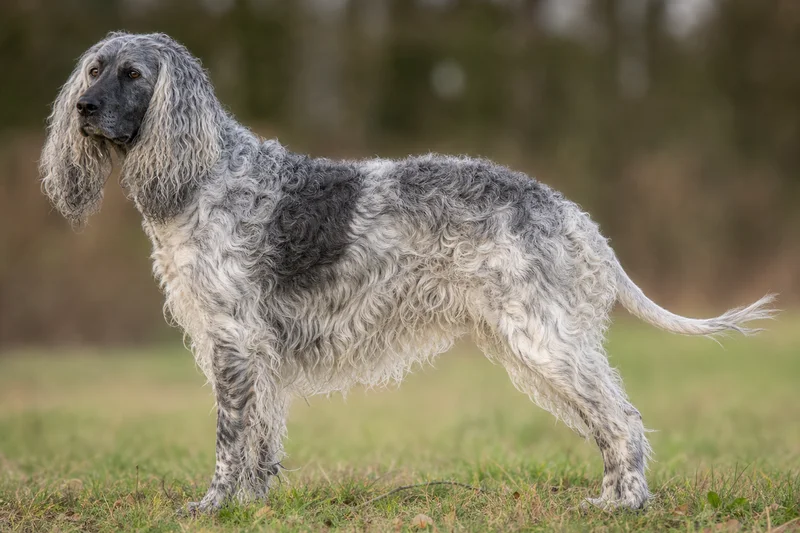 Pont-Audemer Spaniel — side