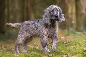Pont-Audemer Spaniel — puppy (~4 mo)