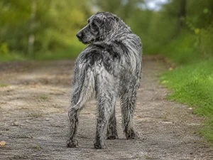 Pont-Audemer Spaniel — rear