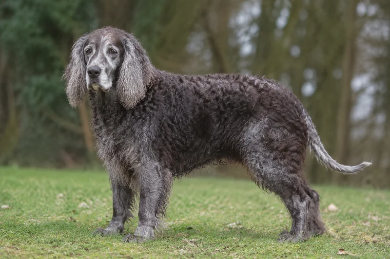 Pont-Audemer Spaniel — senior