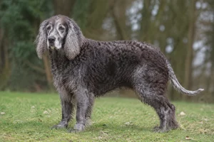 Pont-Audemer Spaniel — senior