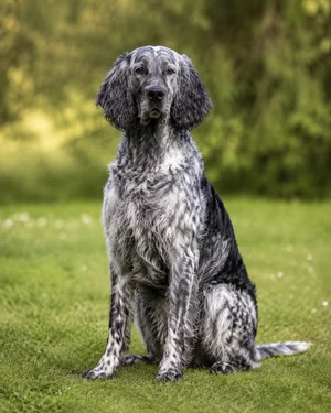 Pont-Audemer Spaniel — sitting