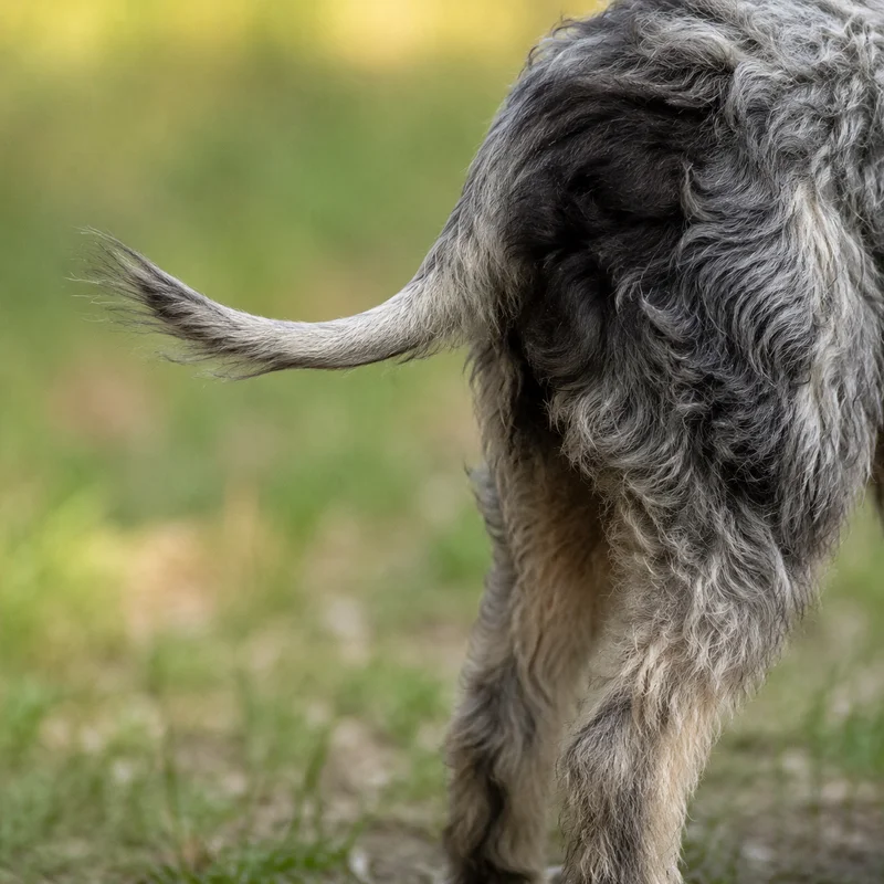 Pont-Audemer Spaniel — tail
