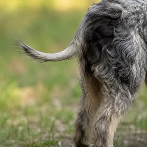 Pont-Audemer Spaniel — tail