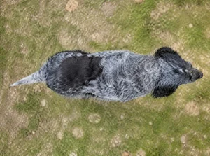Pont-Audemer Spaniel — top
