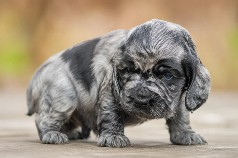 Pont-Audemer Spaniel — young puppy (~1 mo)