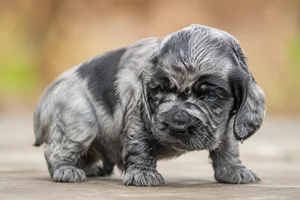 Pont-Audemer Spaniel — young puppy (~1 mo)
