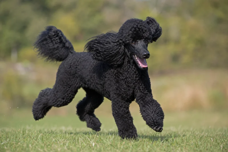 Poodle — running