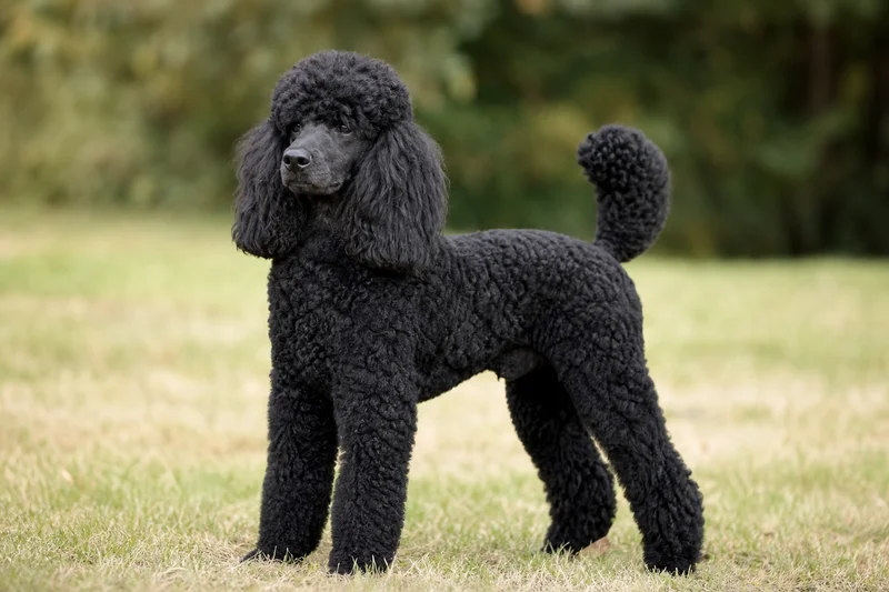 Poodle — adult