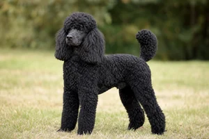 Poodle — adult