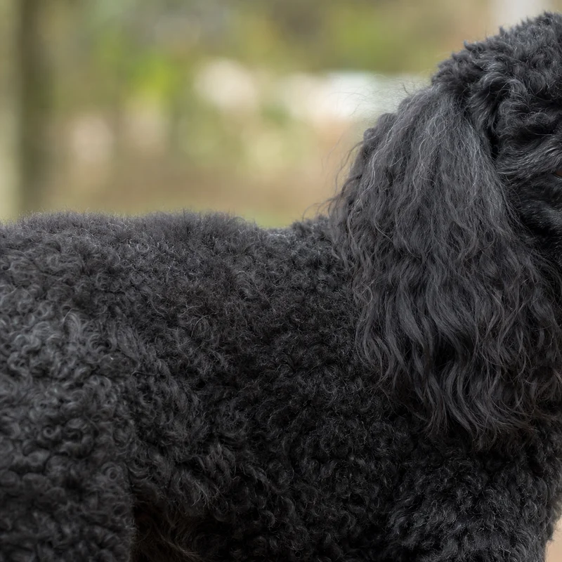 Poodle — coat texture