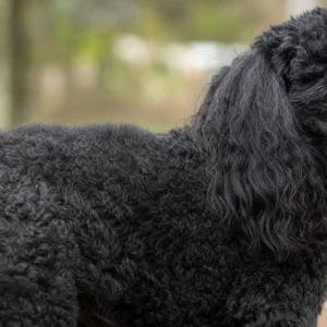 Poodle — coat texture