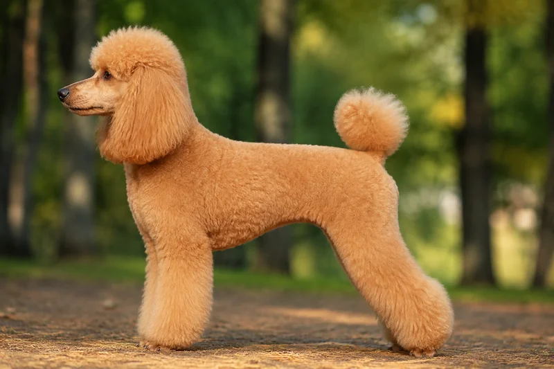 Poodle — Apricot coat