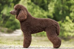 Poodle — Brown coat
