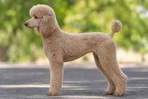 Poodle — Cafe Au Lait coat