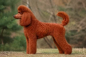 Poodle — Red coat