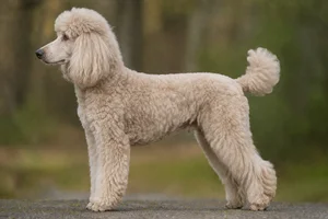 Poodle — Silver Beige coat