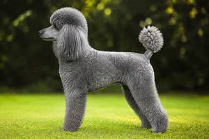 Poodle — Silver coat