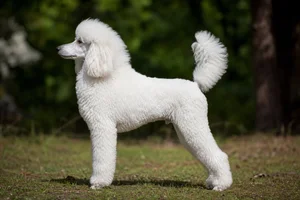Poodle — White coat