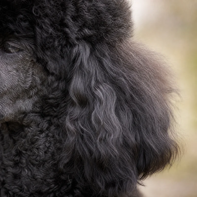 Poodle — ears