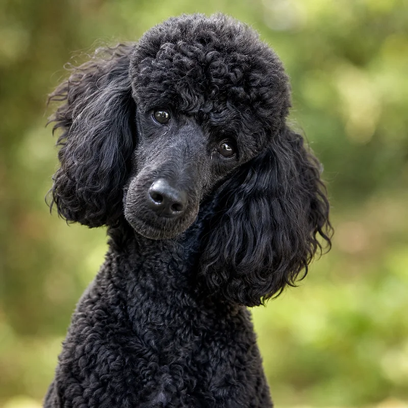 Poodle — alert