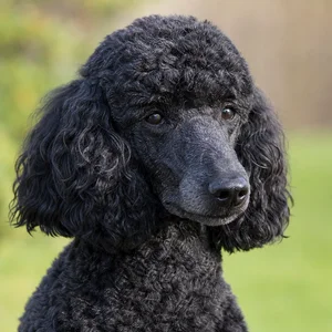 Poodle — relaxed