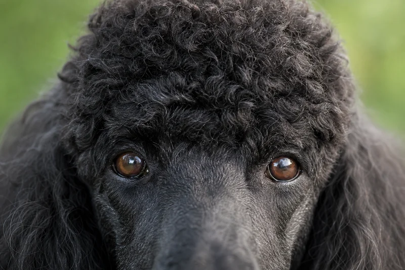 Poodle — eyes