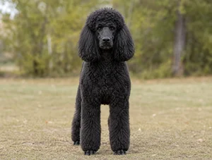 Poodle breed photo