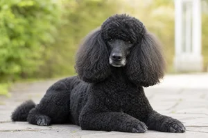 Poodle — lying down