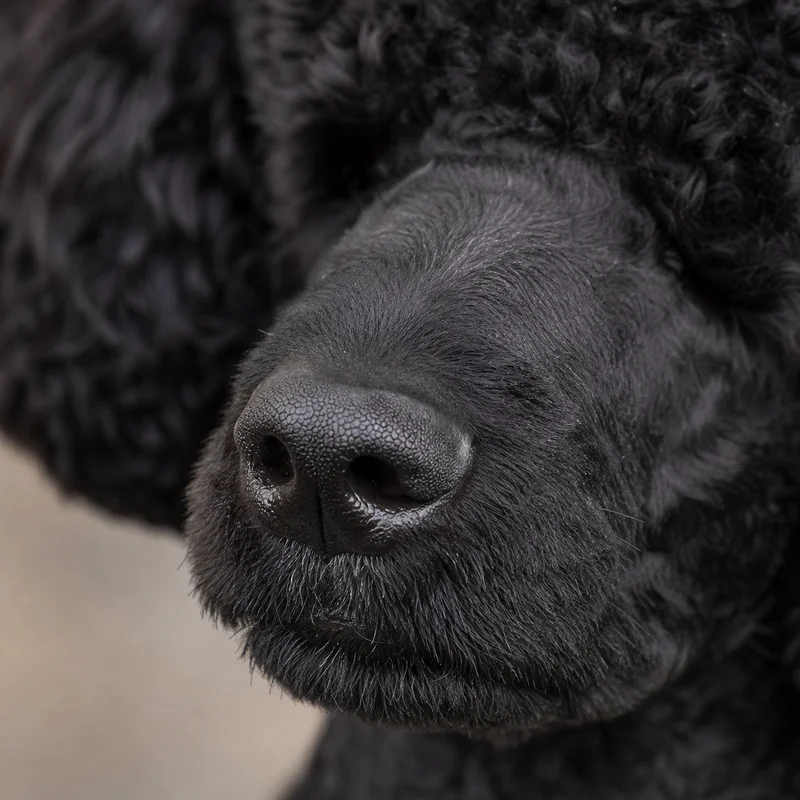 Poodle — nose