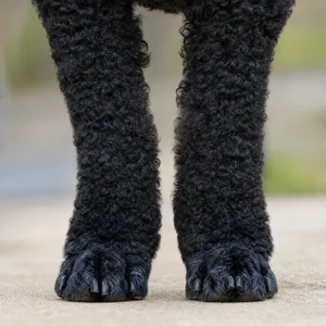 Poodle — paws