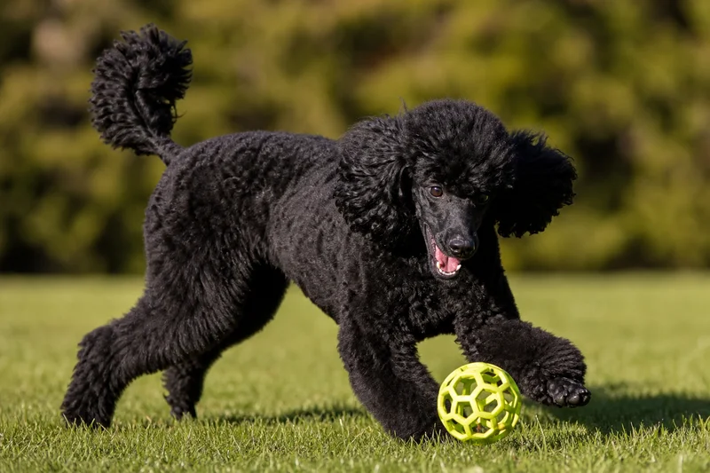 Poodle — playing