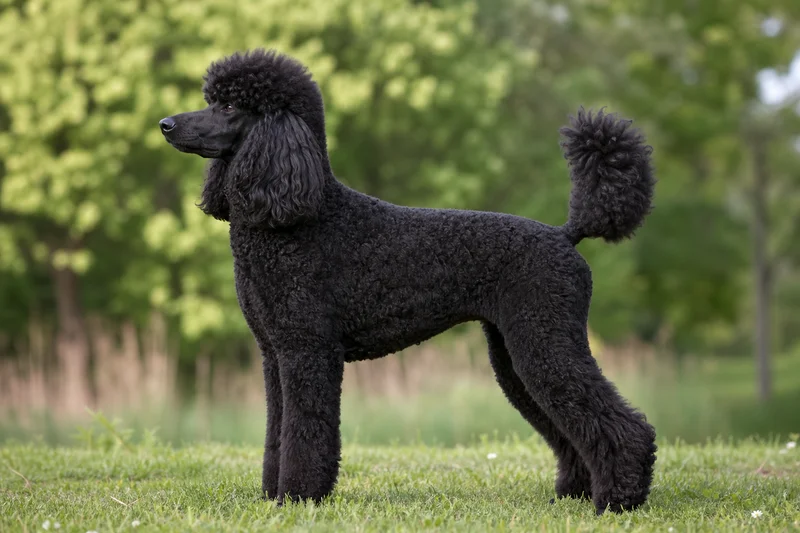 Poodle — side