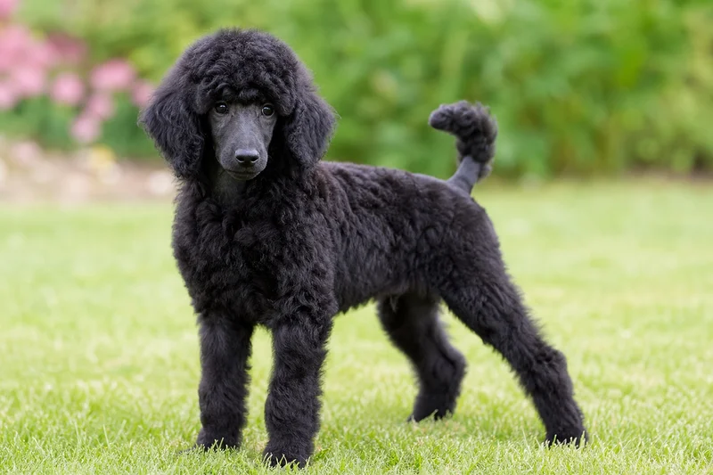 Poodle — puppy (~4 mo)