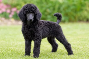 Poodle — puppy (~4 mo)