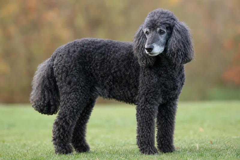 Poodle — senior