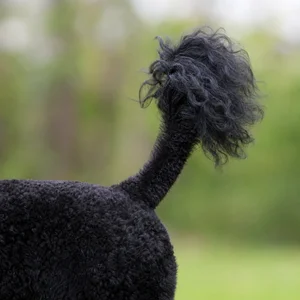 Poodle — tail