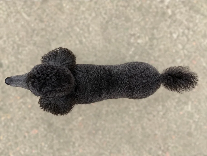 Poodle — top