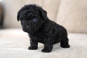 Poodle — young puppy (~1 mo)
