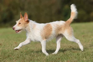 Portuguese Podengo — running