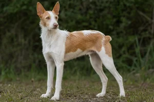 Portuguese Podengo — adult