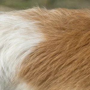 Portuguese Podengo — coat texture