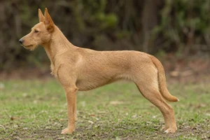 Portuguese Podengo — fawn coat